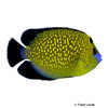 Apolemichthys xanthopunctatus Goldtupfen-Rauchkaiserfisch