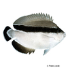 Apolemichthys arcuatus Hawaii-Kaiserfisch