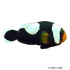 Amphiprion polymnus Sattelfleck-Anemonenfisch