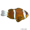 Amphiprion akindynos Barriereriff-Anemonenfisch