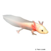 Ambystoma mexicanum 'Albino' Axolotl-Albino