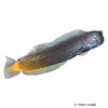 Ecsenius bicolor Zweifarben-Schleimfisch