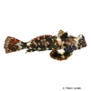 Synchiropus ocellatus Augenfleck-Mandarinfisch