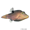 Canthigaster solandri Gefleckter Kugelfisch
