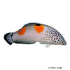 Coris aygula Spiegelfleck-Lippfisch juvenil