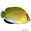 Apolemichthys trimaculatus Gelber Dreipunkt-Kaiserfisch