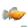 Poecilia latipinna var. Ballon-Molly Gold