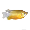 Trichogaster fasciata 'Gold' Gestreifter Fadenfisch Gold