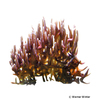 Seriatopora hystrix Christusdorn-Koralle (SPS)