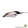 Pseudohemiodon aff. apithanos Chamäleon-Flunderharnischwels