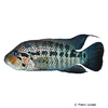 Parachromis motaguensis Tigerbuntbarsch