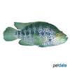 Parachromis managuensis Managua-Buntbarsch