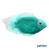 Cichlidae sp. 'Blue Parrot' Papageienbuntbarsch Blau