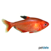 Megalamphodus eques 'Red' Blutsalmler Rot