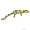 Eurydactylodes agricolae Bauers Chamäleon Gecko