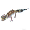 Underwoodisaurus milii Australischer Dickschwanzgecko