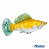 Poecilia latipinna var. Molly Neon