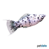 Poecilia latipinna var. Molly Dalmatiner Lyra