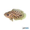 Ctenopoma acutirostre Leopard-Buschfisch