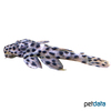 Leporacanthicus heterodon Leopard-Rüsselzahnwels