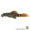 Pseudacanthicus leopardus Leopard-Kaktuswels