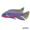 Pelvicachromis taeniatus 'Nigeria-Red' Smaragdprachtbarsch Nigeria-Rot