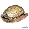 Kinixys belliana Glattrand-Gelenkschildkröte