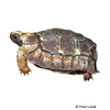 Kinixys homeana Stutz-Gelenkschildkröte