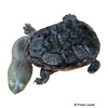 Chelodina siebenrocki Siebenrock-Schlangenhalsschildkröte