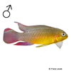 Pelvicachromis kribensis 'Lobe' Streifenprachtbarsch Lobe