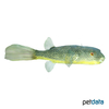 Tetraodon mbu Goldringel-Kugelfisch