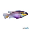 Pelvicachromis kribensis 'Dehane' Streifenprachtbarsch Dehane