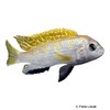 Labidochromis sp. 'Perlmutt' Perlmutt-Malawibuntbarsch