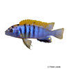Labidochromis sp. 'Hongi' Hongi-Malawibuntbarsch