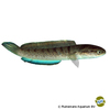 Channa stewartii Assam-Schlangenkopffisch