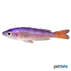 Cyprichromis leptosoma 'Cape Mpimbwe' Kärpflingscichlide-Cape Mpimbwe