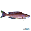 Cyprichromis sp. 'leptosoma jumbo' Leptosoma Jumbo-Kitumba