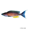Cyprichromis pavo Pfauen-Kärpflingscichlide
