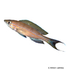 Paracyprichromis nigripinnis Neon-Kärpflingscichlide