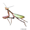 Oxyopsis gracilis Grüne Mantis
