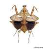 Deroplatys lobata Totes Blatt Mantis