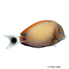Acanthurus bariene Augenfleck-Doktorfisch