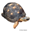Astrochelys radiata Strahlenschildkröte