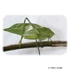 Stilpnochlora couloniana Kubanische Riesenblattschrecke