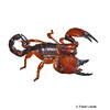 Pandinoides cavimanus Rotscheren Skorpion