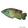 Rubricatochromis sp. 'Guinea 1' Guineabuntbarsch Limbun