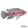 Rubricatochromis stellifer Roter Cichlide