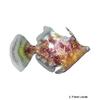 Acreichthys radiatus Gestreifter Bürstenschwanz-Feilenfisch