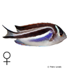 Genicanthus bellus Pracht-Lyrakaiserfisch