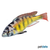 Haplochromis sp. 'Thick Skin' Viktoria-Regenbogenbuntbarsch